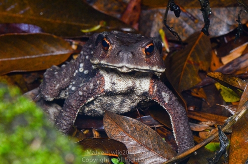 Asiatic Toad