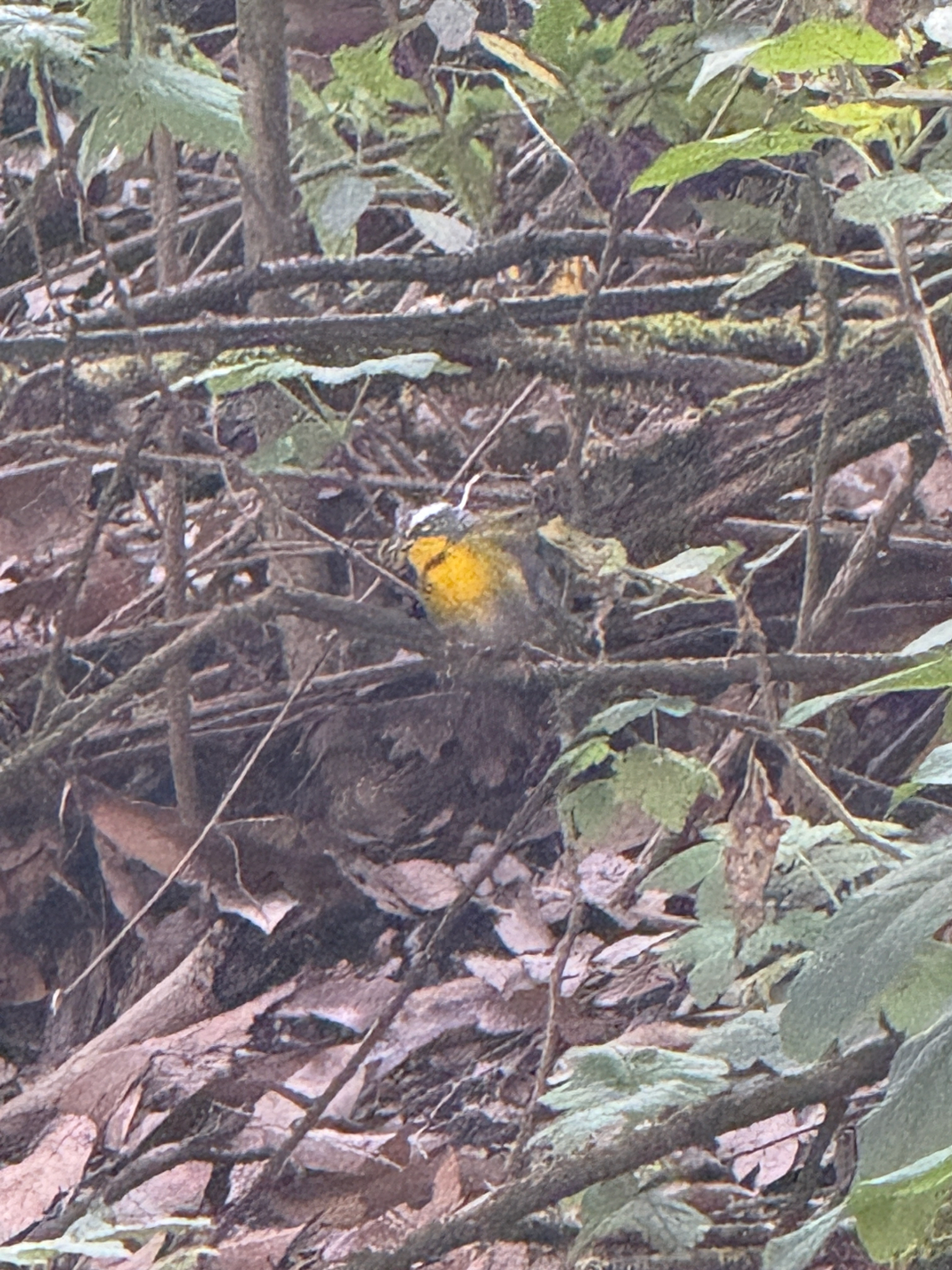 Crescent-chested Warbler (Oreothlypis superciliosa), photo 3