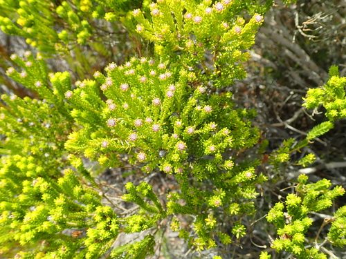 Image of Agathosma collina by no rights reserved