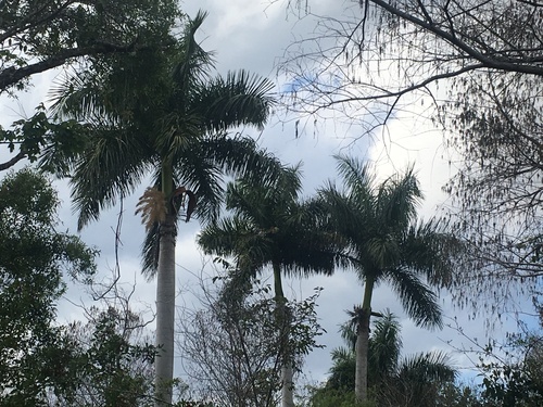 Cuban Royal Palm (Roystonea regia)
