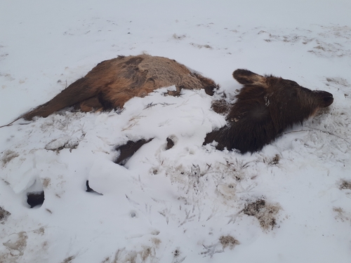 Wapiti
