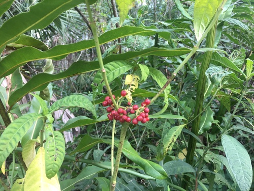 velvet-leafed wild coffee (Psychotria tenuifolia)