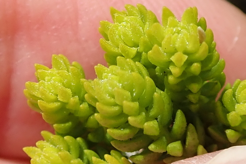 Image of Agathosma collina by no rights reserved