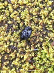 Sphaeroderus