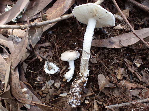 Amanita marmorata, 2026-03-26