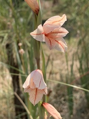 Gladiolus hollandii