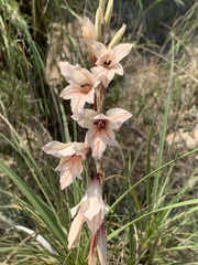 Gladiolus hollandii