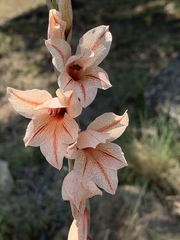 Gladiolus hollandii