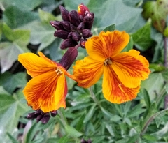 Erysimum × cheiri