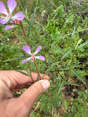 delicate clarkia (Clarkia delicata)