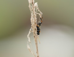 Aulacidae