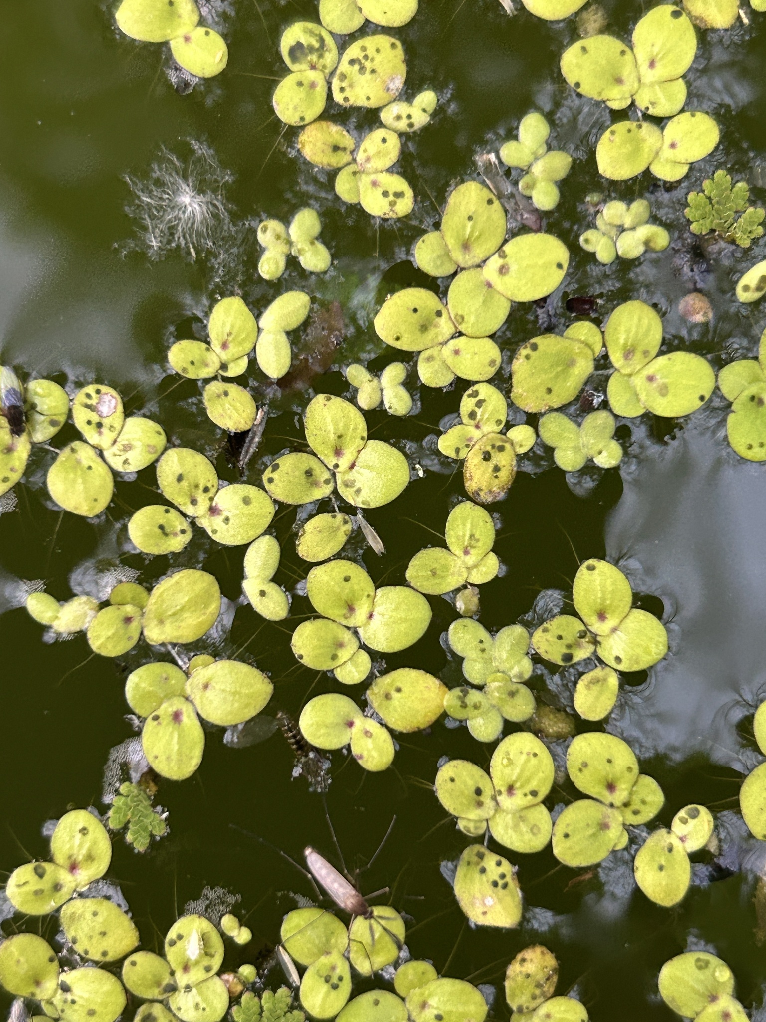 Giant Duckweed (Spirodela polyrhiza)
