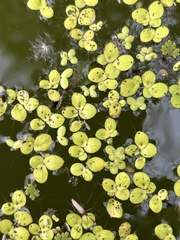 Lentille D'eau Géante (Spirodela polyrhiza)