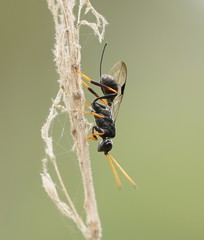Aulacidae