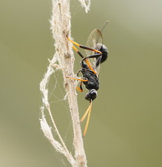 Aulacidae