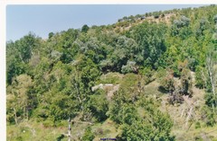 Betula pendula fontqueri