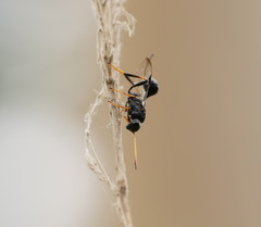 Aulacidae