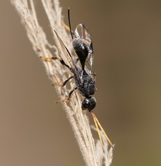 Aulacidae