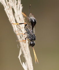 Aulacidae