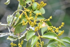 Phoradendron chrysocladon