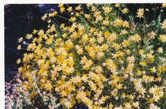 Genista umbellata