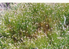 Genista umbellata