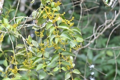 Phoradendron chrysocladon