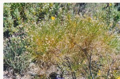 Genista umbellata
