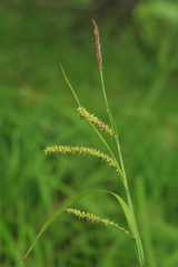 Carex dispalata