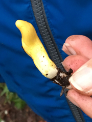 Trichoderma alutaceum