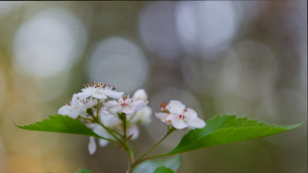 Crataegus viridis; photograph (c) Daughter Dad, some rights reserved (CC BY)