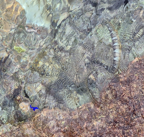 Laticauda schistorhyncha observed 2026-03-31
