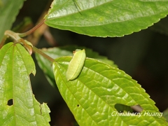Hampsonella arizana