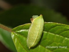 Hampsonella arizana