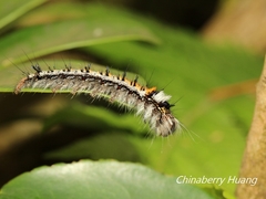 Dendrolimus punctata