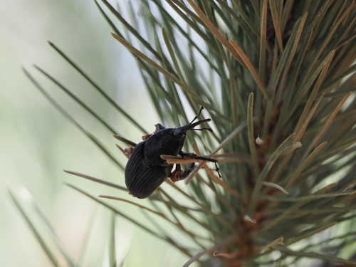 South American Palm Weevil photo 6