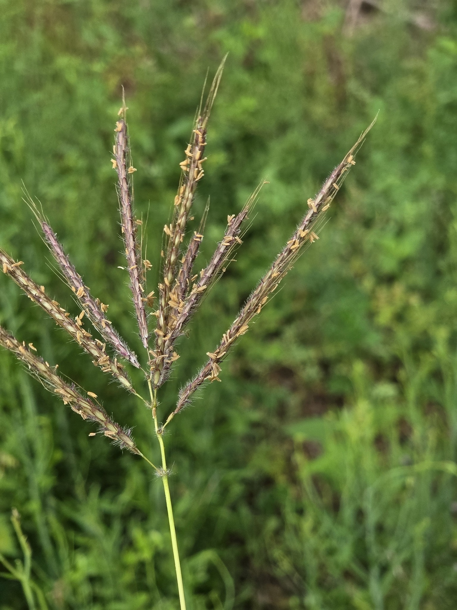 Kleberg's Bluestem (Dichanthium annulatum)