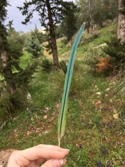 Psittacula krameri