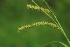 Carex dispalata