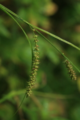 Carex dispalata