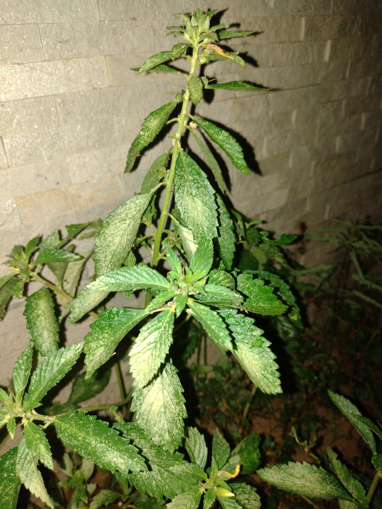 Turnera subulata