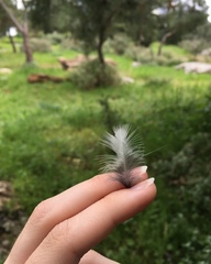 Garrulus glandarius graecus