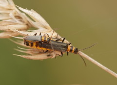 Chauliognathus kershawi