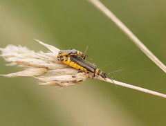 Chauliognathus kershawi