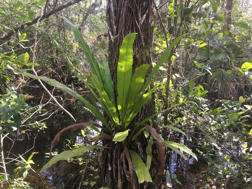 Long strapfern (Campyloneurum phyllitidis)