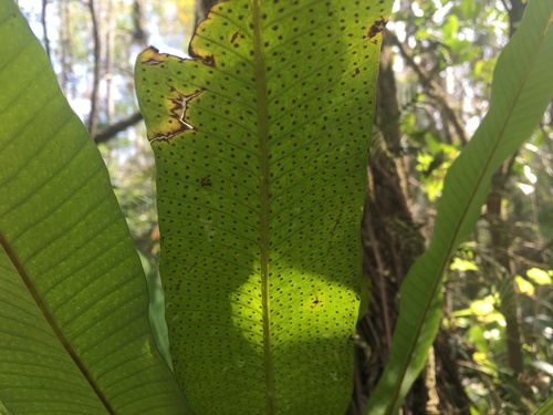 Campyloneurum phyllitidis, photograph 5