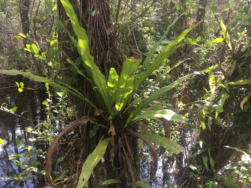 Campyloneurum phyllitidis, photograph 6