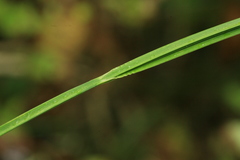 Carex dispalata