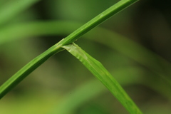 Carex dispalata