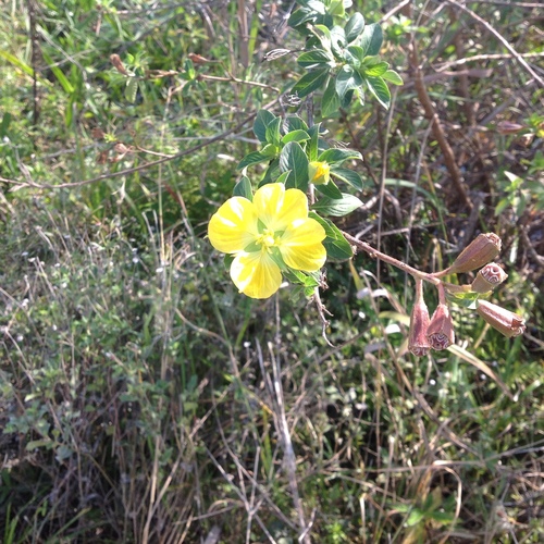 Peruvian Primrose-Willow (Ludwigia peruviana)